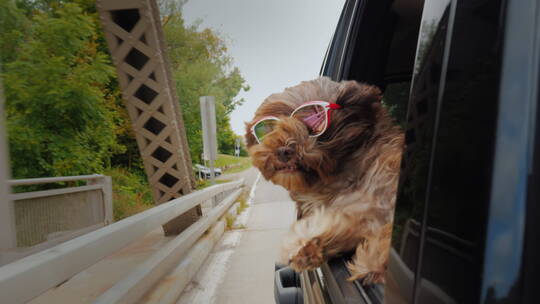 趴在车窗兜风的泰迪狗视频素材模板下载