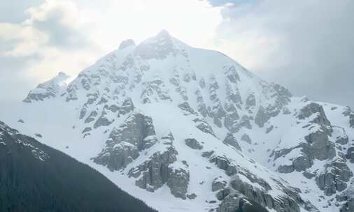 雪山雪莲 天山雪莲 (6)