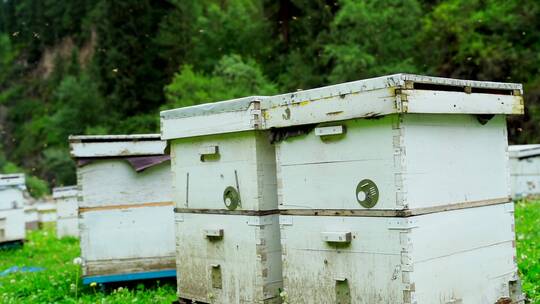 新疆山区养蜂人蜜蜂的蜂箱与蜂蜜视频素材模板下载