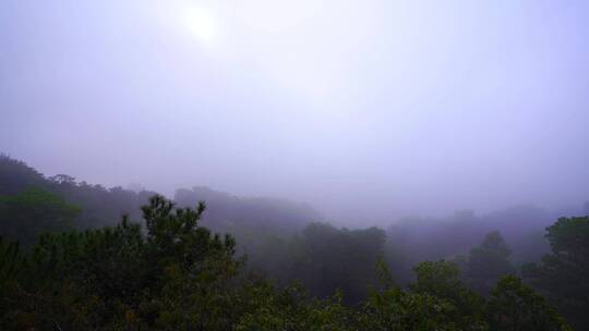 大雾弥漫山林树木A视频素材模板下载