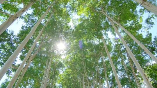 夏天阳光逆光树荫树林森林桉树林速生桉