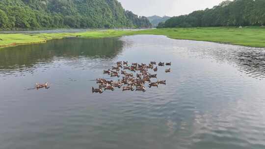 水中鸭子游泳 清澈河水鸭子春天