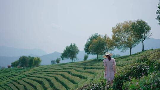 少女在茶山中行走的背影