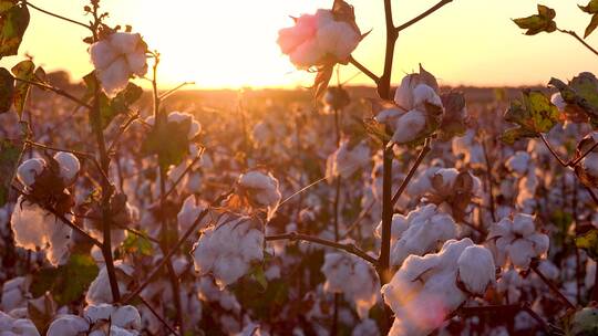 日落时分密西西比河三角洲农场的棉花田