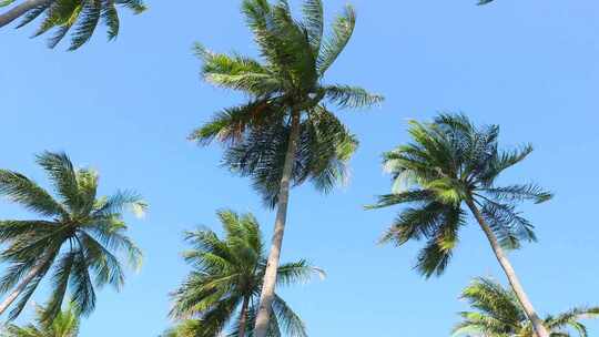 海边椰子树视频素材模板下载