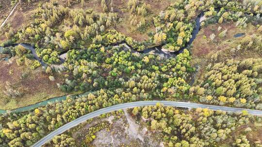 鸟瞰内蒙古呼伦贝尔市秋季森林和道路景观