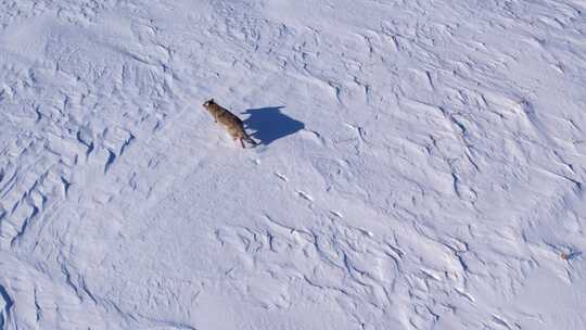 行走在雪地的郊狼视频素材模板下载