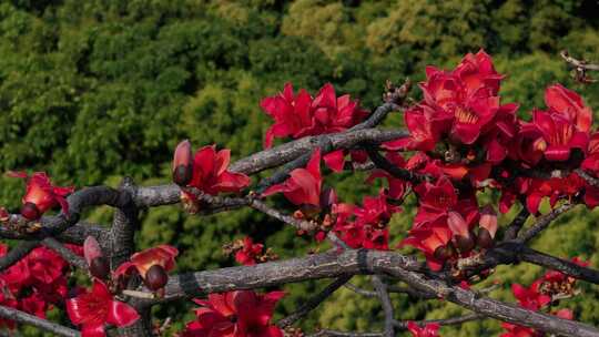 盛开的木棉花特写