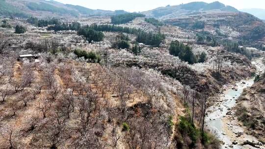 威宁自治县雪山镇龙河村发拉河樱桃花盛开