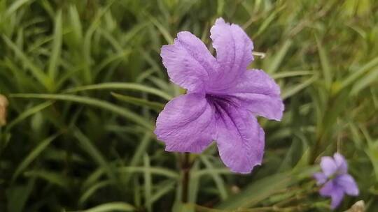 紫色小清新花朵