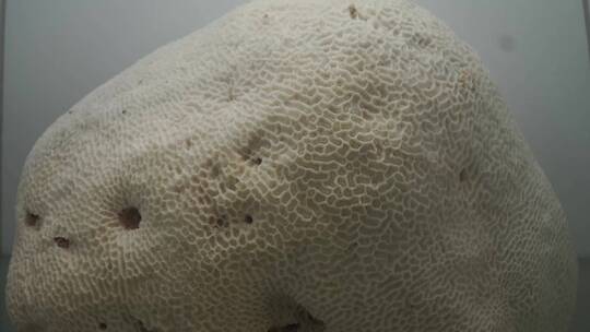 深海海洋珊瑚标本