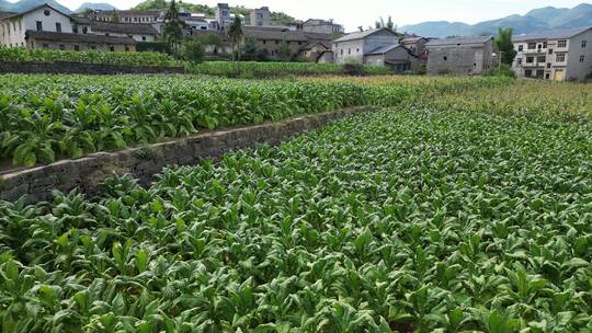 三农乡村振兴素材：烟草田农田大田航拍风景