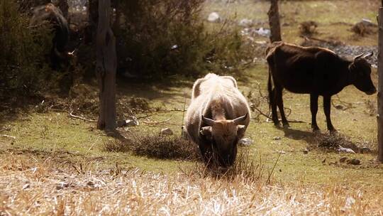 高原牧场视频金秋季节悠闲吃草牦牛藏区生活
