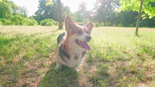 柯基犬，狗，宠物，犬