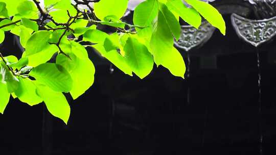 雨天6屋檐旁的绿叶雨滴不停空镜