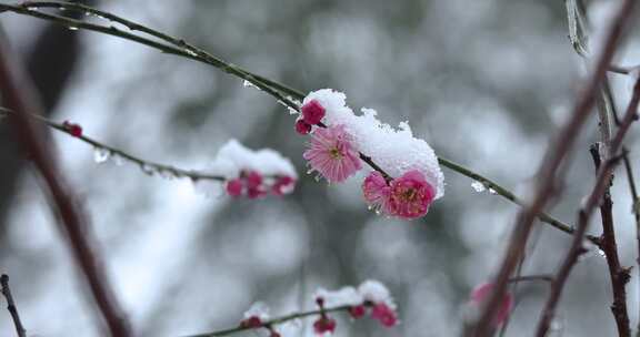 冬季下雪红梅花盛开红梅傲雪