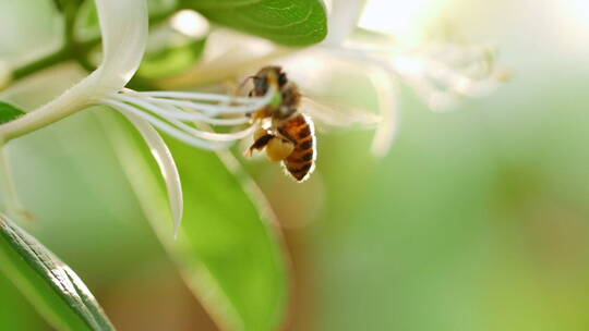 蜜蜂在金银花上采蜜特写