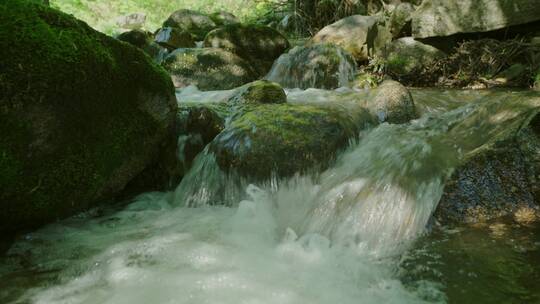 清澈的溪流从树林中流淌过