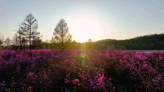 兴安杜鹃花