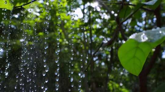 树叶上滴落的晶莹雨珠