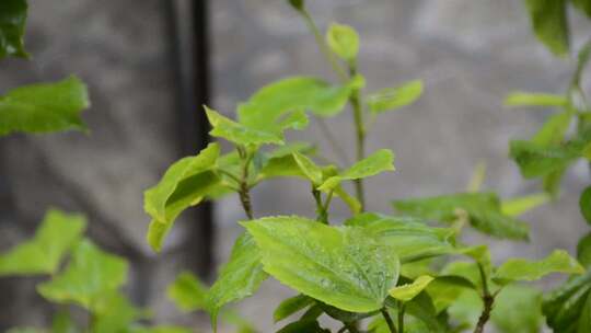 雨  植物 绿色