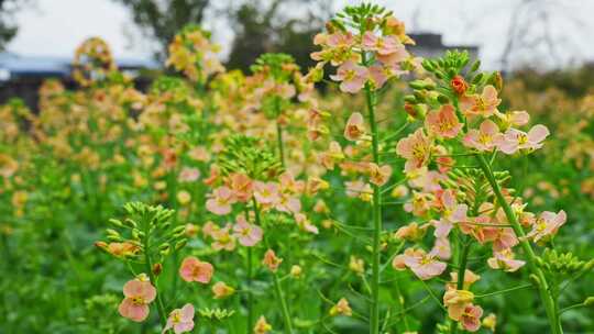 油菜花春天油菜花海油菜花田菜花花海