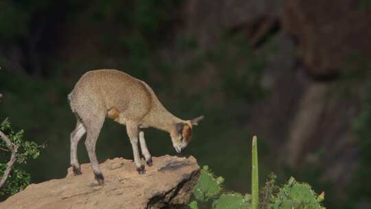 Klipspringer，肯尼亚，非洲，