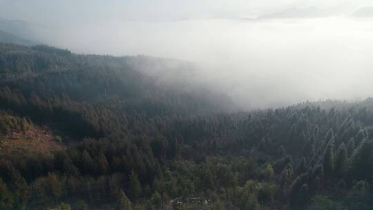 冬季早晨云雾笼罩的森林林海视频素材模板下载