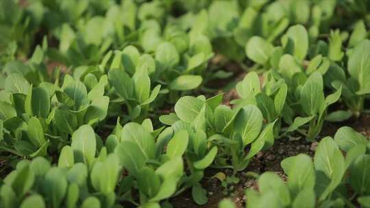 4K大棚蔬菜大棚绿色蔬菜大棚基地