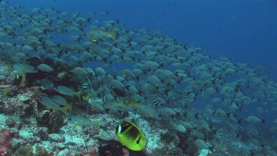 珊瑚礁上的热带横幅鱼在游泳视频素材模板下载