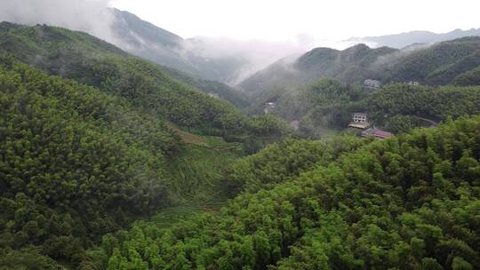 南岳衡山云雾茶茶场航拍