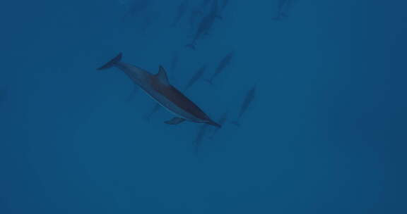 海豚舱在蓝海水下游泳海豚家族在水下