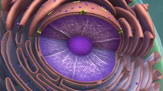 3D医学动画细胞动画 动物细胞 植物细胞