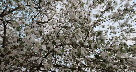 日本樱桃，樱花，樱花，花