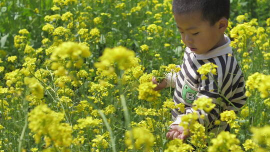 春天中国女性和小朋友在油菜花田地中玩耍