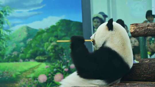大熊猫坐木头上进食画面