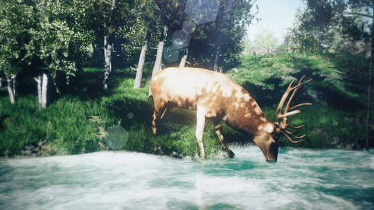 小鹿在溪边喝水