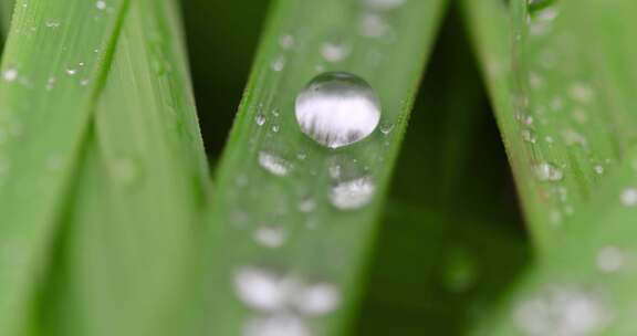 绿植叶子上的露珠水珠雨珠特写