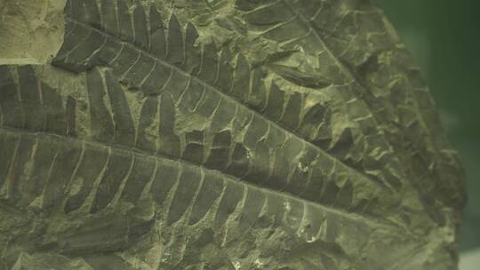 远古植物化石标本古代植物