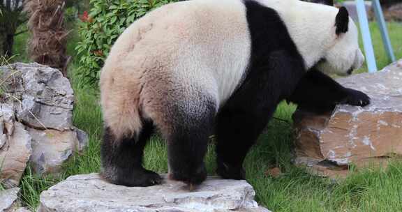 济南动物园国宝大熊猫雅吉华奥吃东西溜达