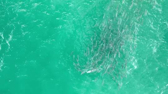 4K-碧绿海面上的鱼群