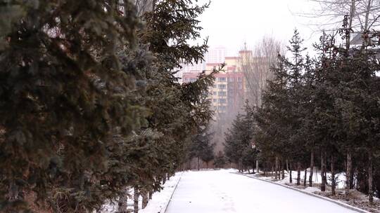 雪松 雪中松树