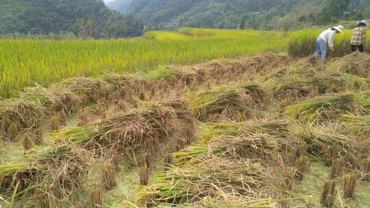 收割水稻