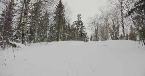 雪，冬天，森林，寒冷