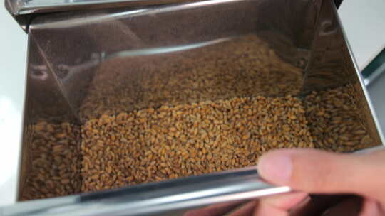 谷物组分的过滤和选择金属分配器中小麦谷物