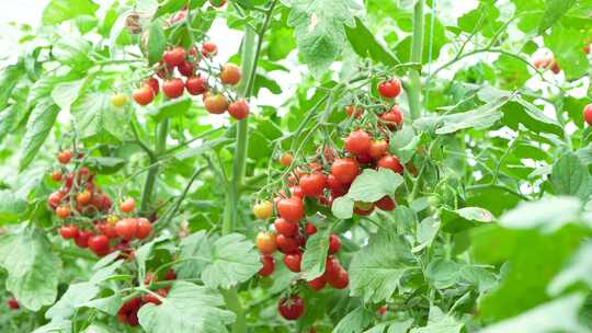 农作物 千禧圣女果