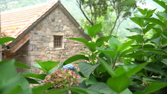 唯美清新自然户外绣球花草绿色