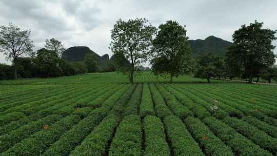 广西桂林尧山茶园