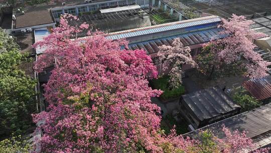 中国广东省广州市天河区华南师范大学异木棉