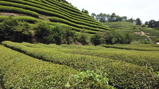 武夷山 武夷山茶 茶园 茶基地